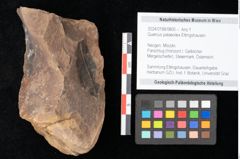 Foto (Objekt + Etikett) von Quercus palaeoilex Ettingshausen (NHMW-GEO-2024-0188-0805)